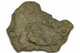Rusophycus (Fossil Trilobite Resting Trace) - Indiana #325687-1